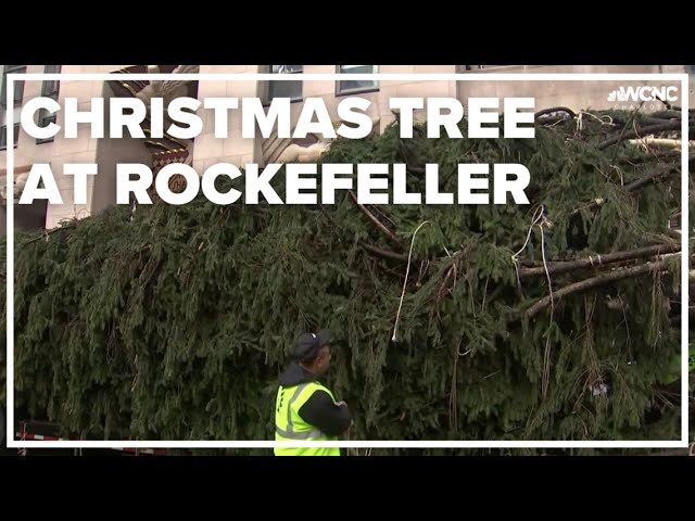 Rockefeller Christmas tree has arrived in Manhattan