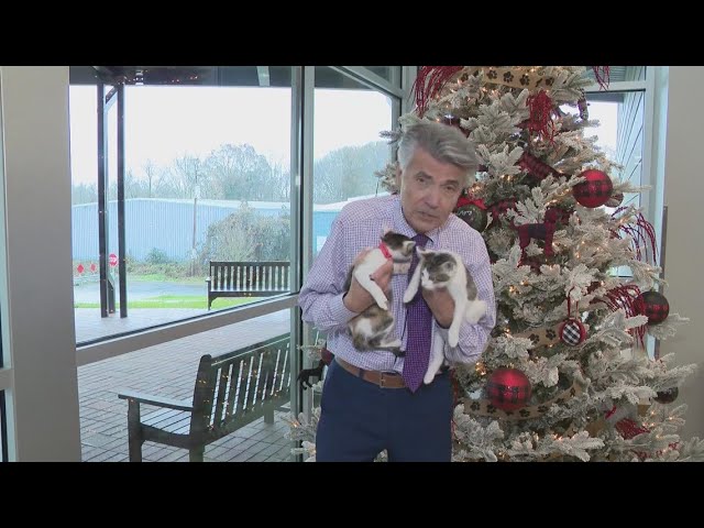 Santa Claus ready to pose with your pretty pets for a good cause