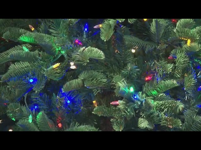 VERIFY fact check: Why you should NOT eat your Christmas tree