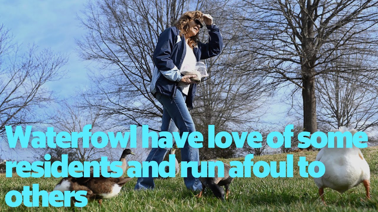 Waterfowl have love of some residents and run afoul to others